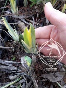 Iris Zebra sau Aureo Pallida Variegata2