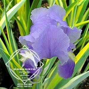 Iris Zebra sau Aureo Pallida Variegata3