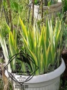 Iris Zebra sau Aureo Pallida Variegata5