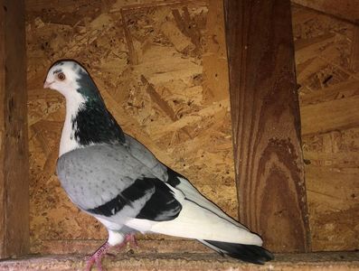 9042  mascul  2017