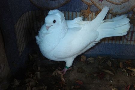 m 199-19; tata mD 2016. mama f D2013
