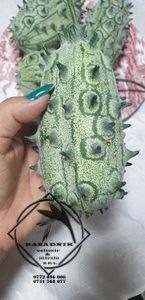 kiwano 6