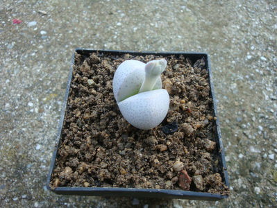 Dinteranthus inexpectatus (Dinter) Schwantes 1926.