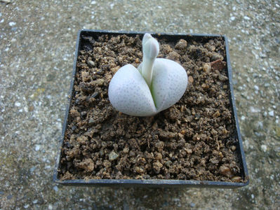 Dinteranthus inexpectatus (Dinter) Schwantes 1926.