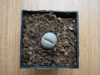 Dinteranthus wilmotianus L.Bolus 1939.