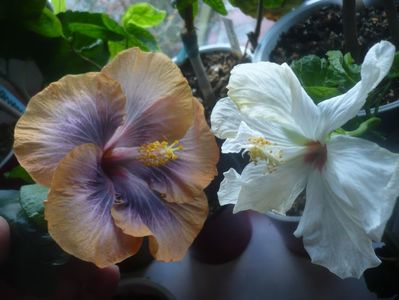 P1470407