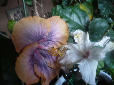 P1470411