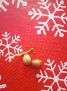 Prima germinare 01.01.2021; După 14 zile puse la germinat in mini sere
