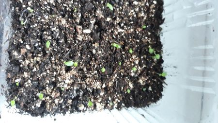 Streptocarpus din semințe; Am făcut 3 luni
