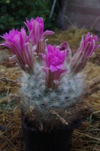 Mammillaria quelzoviana v. robustior