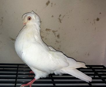 23065  femelă  2020
