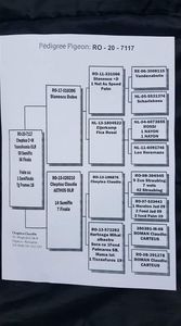 Columb-Transilvania-RO-07117-2020-pedigree