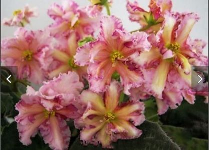 RS Zolotoe Runo 10 lei