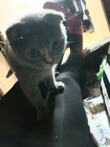 Mimi