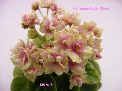 Kentucky Baby Sister poza net