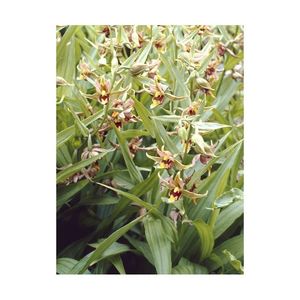 epipactis-gigantea (2)