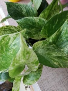 epipremnum Marble Queen