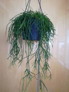 Rhipsalis