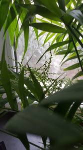 Chamaedorea elegans-boboci de flori; palmier de interior(are 12 ani)
