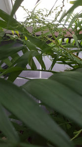 Chamaedorea elegans-boboci de flori; palmier de interior(are 12 ani)
