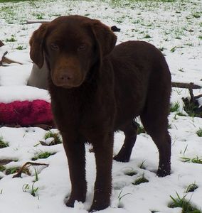 Labrador Retriever ciocolatiu; Fetita 4 luni pui de Zara
