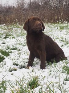 Labrador Retriever  ciocolatiu; Fetita 4 luni pui de Zara
