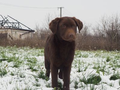 Labrador Retriever ciocolatiu; Fetita 4 luni ,pui de Zara
