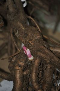 Mugure  de bujor arbustiv pe radacina inferioara proprie(nu este mugure de erbaceu)