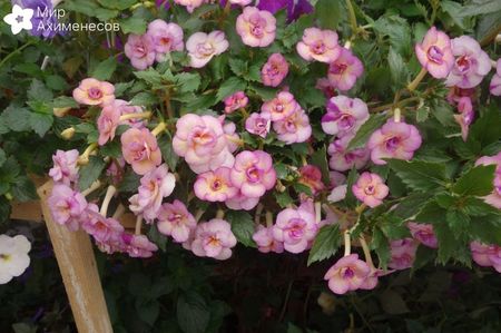achimenes-tropical-dusk- da