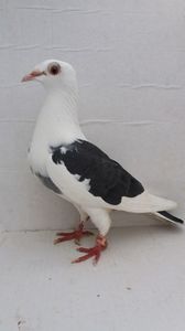F 2013 vanduta