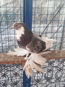 Femelă; Femelă
