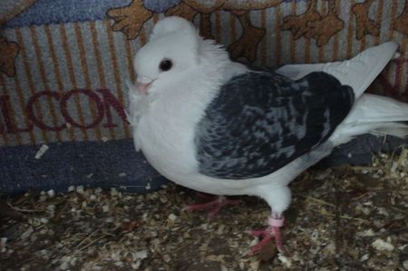 f 176-20; scos din m gut 19 si f gut 19, inel 17. este nepoata lui m 2016
