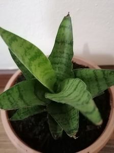 Sansevieria hahnii mini