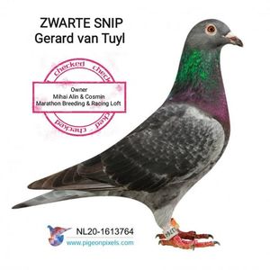 ZWARTE SNIP - Gerard van Tuyl; ZWARTE SNIP - Gerard van Tuyl
