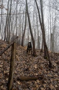 ...nu e lup...e Cezar, cainele vecinilor in padurice !; 24.01.2021
