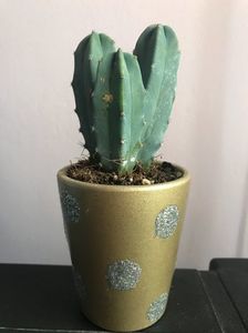 Myrtillocactus geometrizans Blue Candle