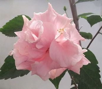 Clasic pink 1 -floare de iarna
