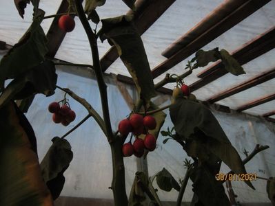 Tamarillo -pom de roșii