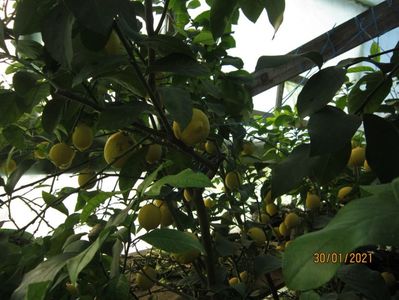 Lămîi cu fructul mare -Lunario