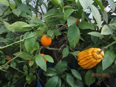 Fructe portocal moro