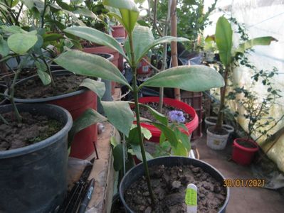 Mammea americana; Plantă din Guyana Franceză, cu fructul uriaș
