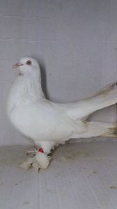 M 2020 vandut