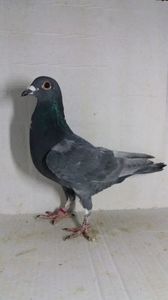 M 2020 andaluz