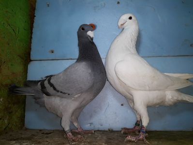 Vanduti