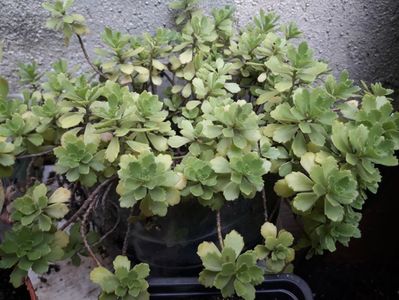 sedum spurium