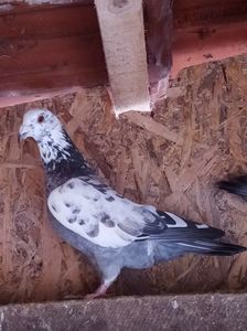 mascul- 2020; pietraine- meulemans P. apr. 2021.
