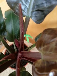 Philodendron Imperial Red