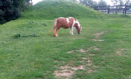 14124509_1257214480957323_3054163953099798835_o_1257214480957323