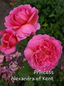 ; 6-5

Princess Alexandra of Kent

Trandafir englezesc ,creat de David Austin in anul 2007 in UK .
culoare: roz
inaltime :100 cm sau mai mare
parfum : puternic de lamaie si tea
remontant
