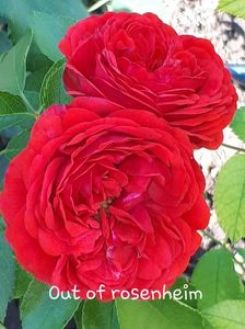 ; 1
Out Of Rosenheim,floribunda prezentat in 2010 de Kordes
Florile sale romantice sunt duble, cupate si au 8cm diametru.
Rezistent la boli, creste vertical pana la 80 cm si este bine echilibrat.
